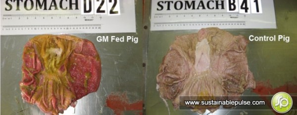 GM fed pig stomach